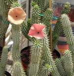 Hoodia. Pérdida herbaria del peso.